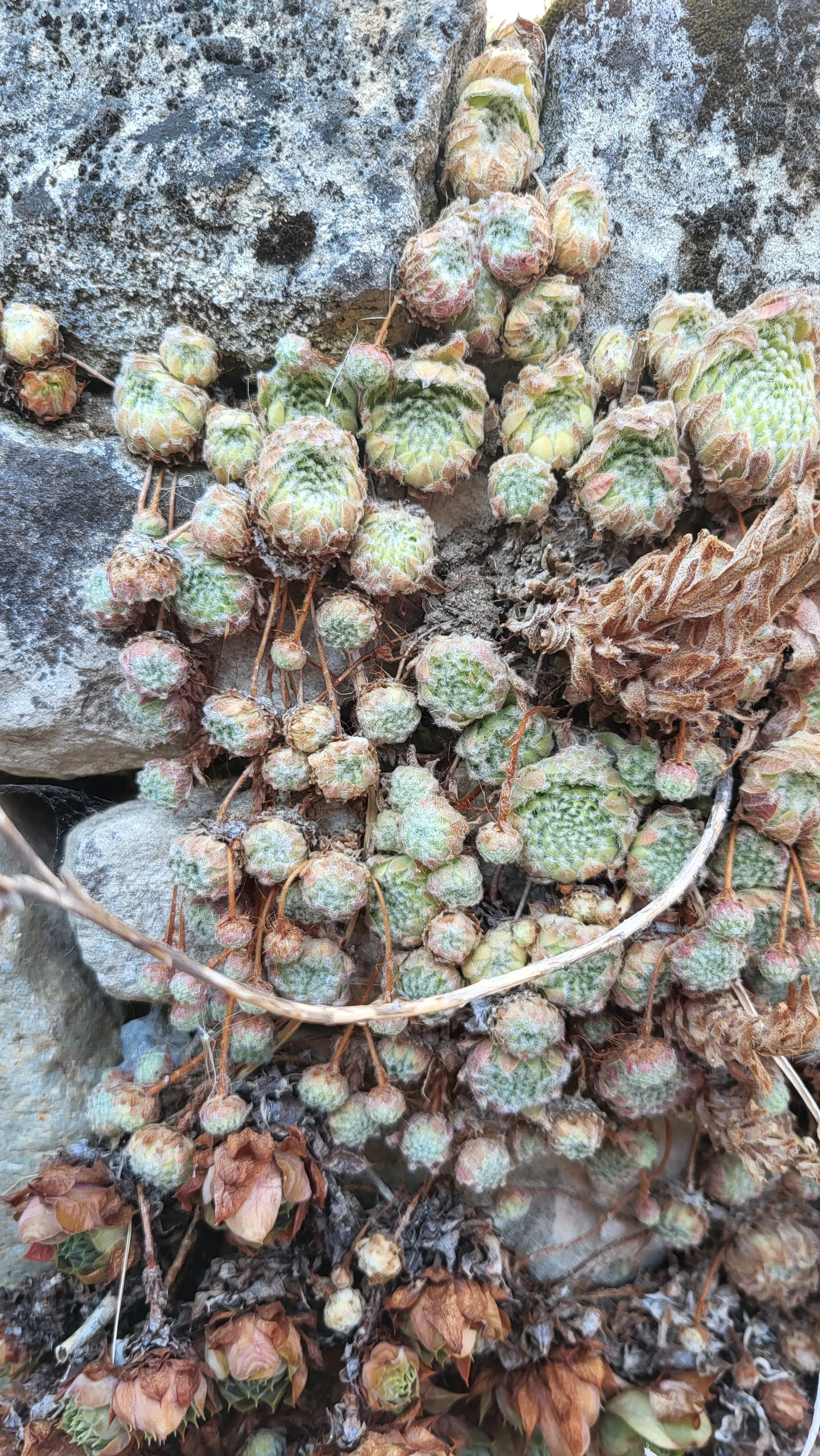 Detail einer vielfältigen Gartenbepflanzung
